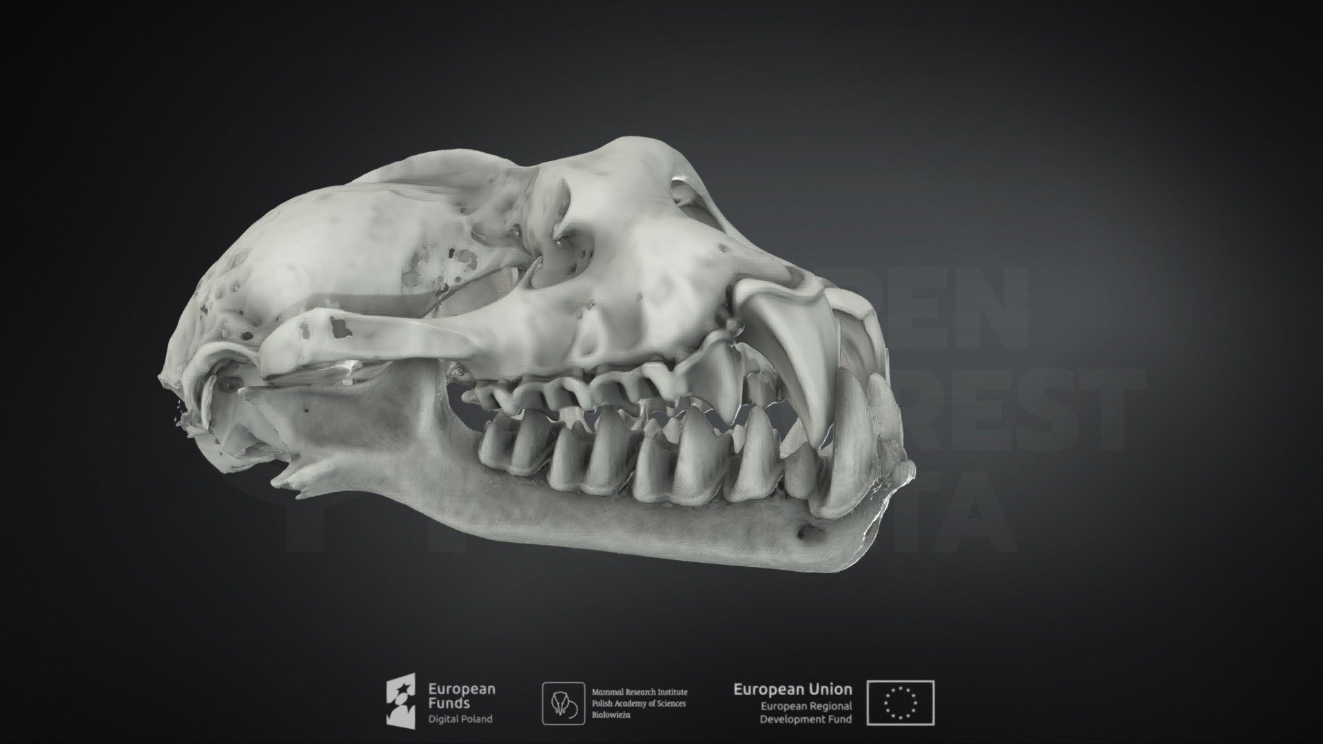 Rhinolophus ferrumequinum(Greater horseshoe bat)