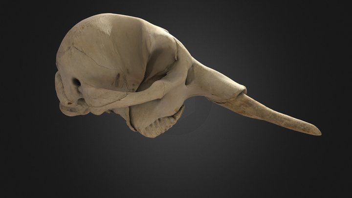 Loxodonta africana, skull 3D Model
