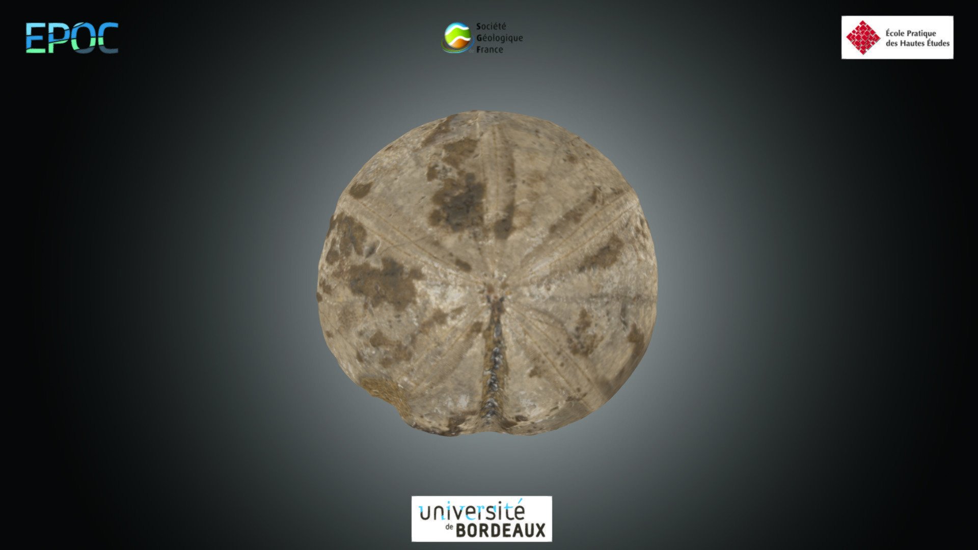 Echinoïde - Clypeus sp.