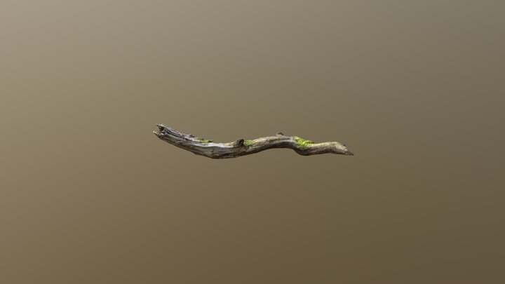 Forest tree branch 3D Model