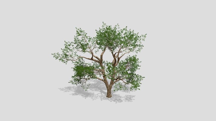 Oak tree – Modello 3D gratuito STL