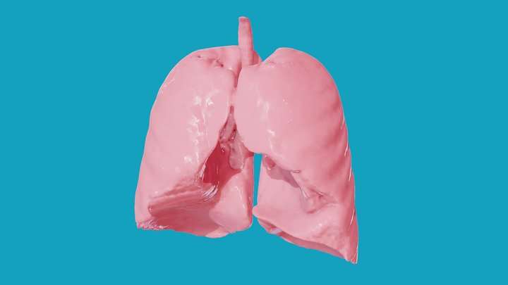 Lung Model 3D Model