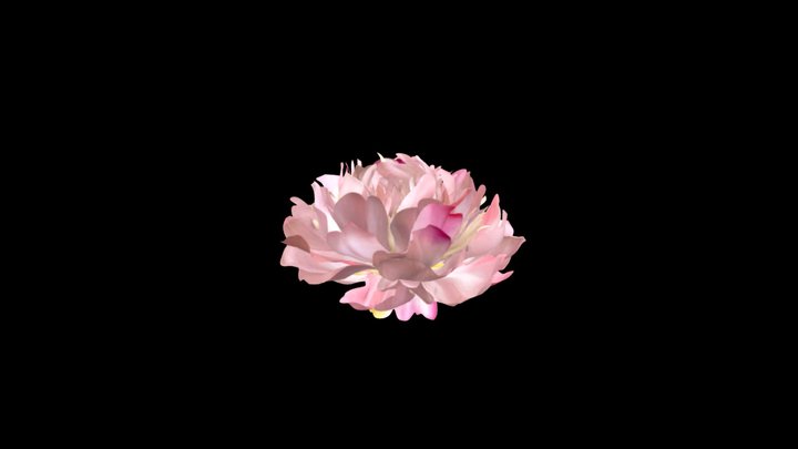 peony 3D Model