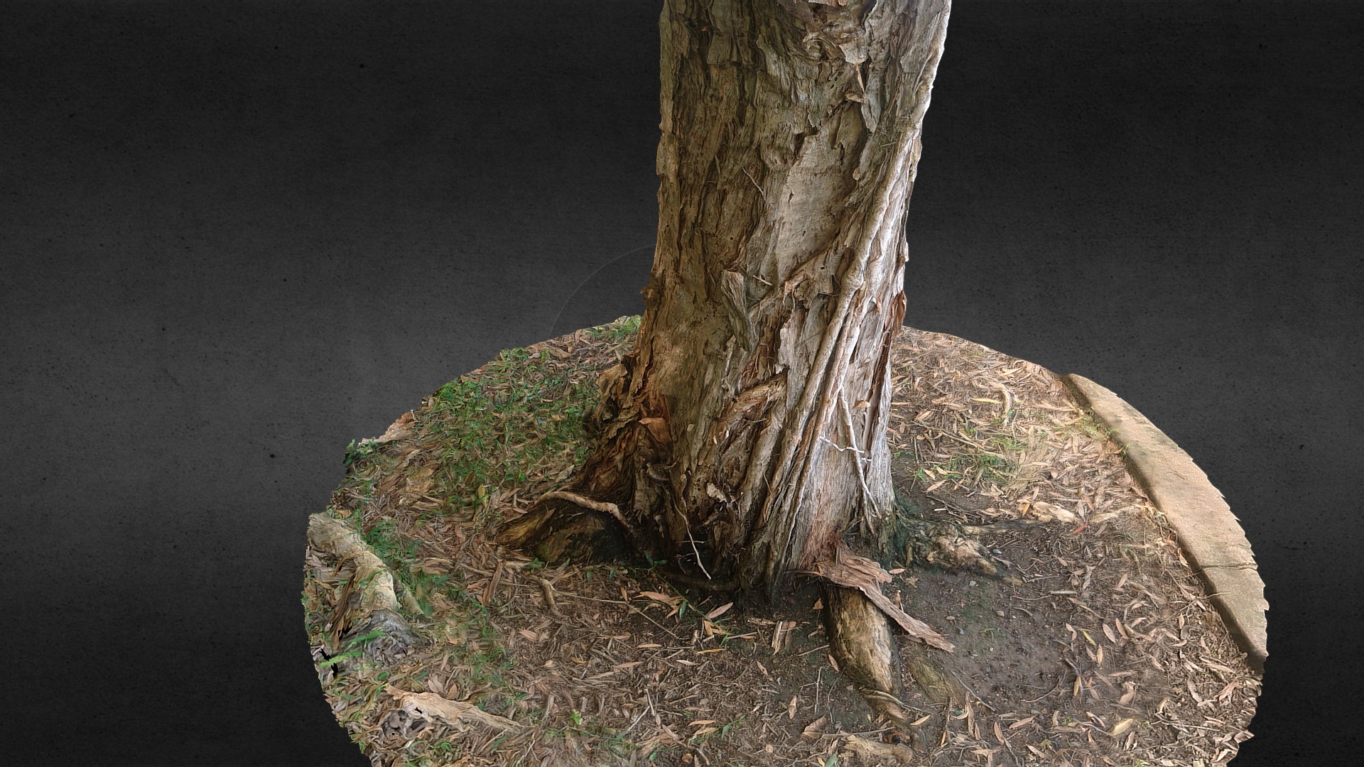 3D model Paperbark (melaleuca) Tree Trunk (rough scan) - This is a 3D model of the Paperbark (melaleuca) Tree Trunk (rough scan). The 3D model is about a tree trunk with a hole in it.