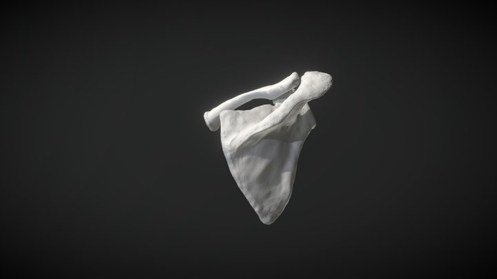 Scapula & Clavicle 3D Model