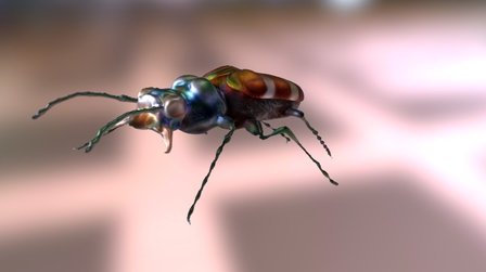 Bug, Cicindela nitida 3D Model