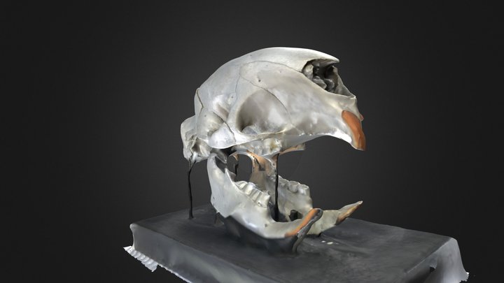 Porcupine Skull 3D Model