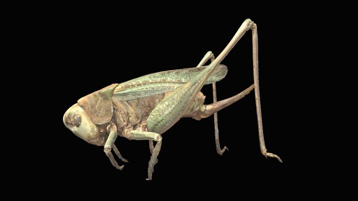 Grasshopper 3D Model