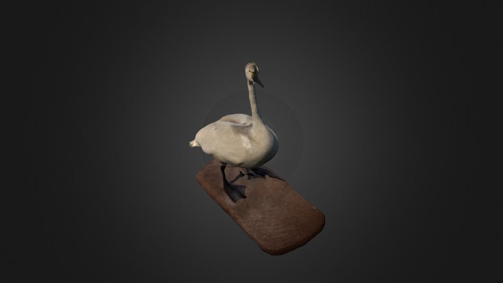 Tundra Swan