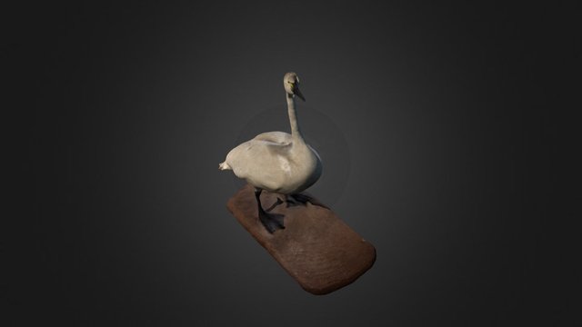Tundra Swan – Modelo 3D gratuito STL