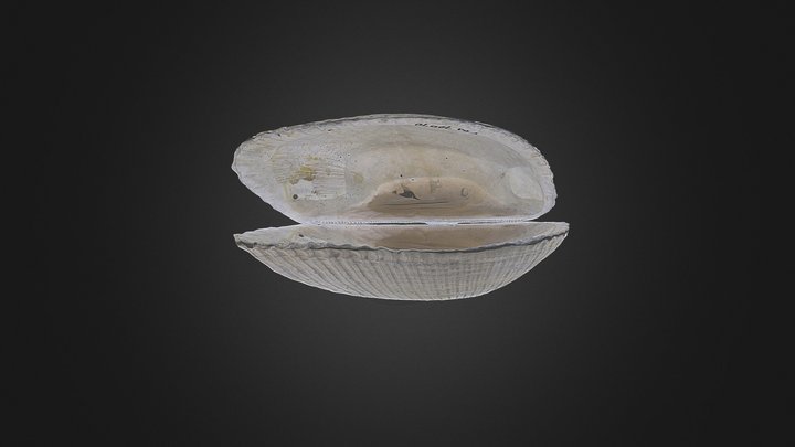 Bivalve: Anadara lienosa (PRI 70070) – Modello 3D gratuito STL