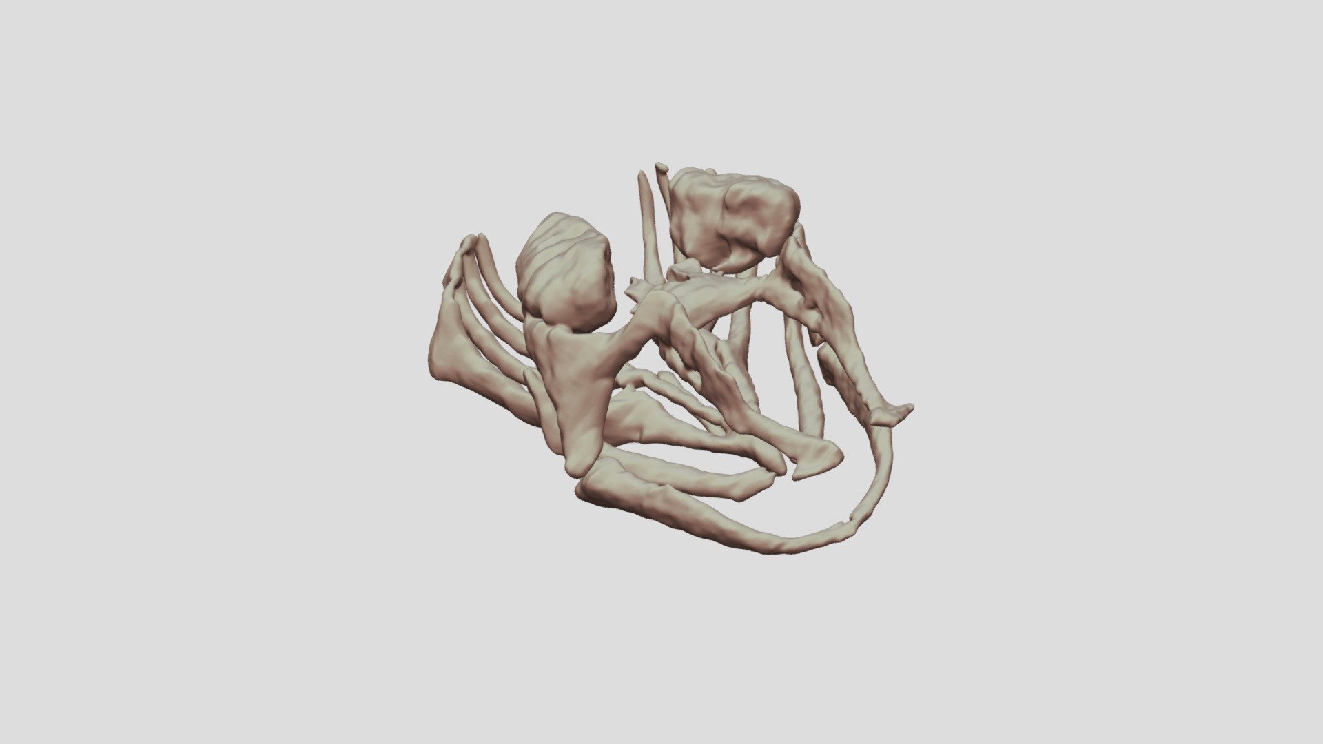 Skeleton of a larval Ambystoma mexicanum