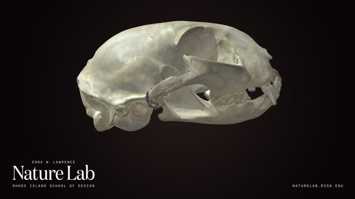 Bobcat Skull