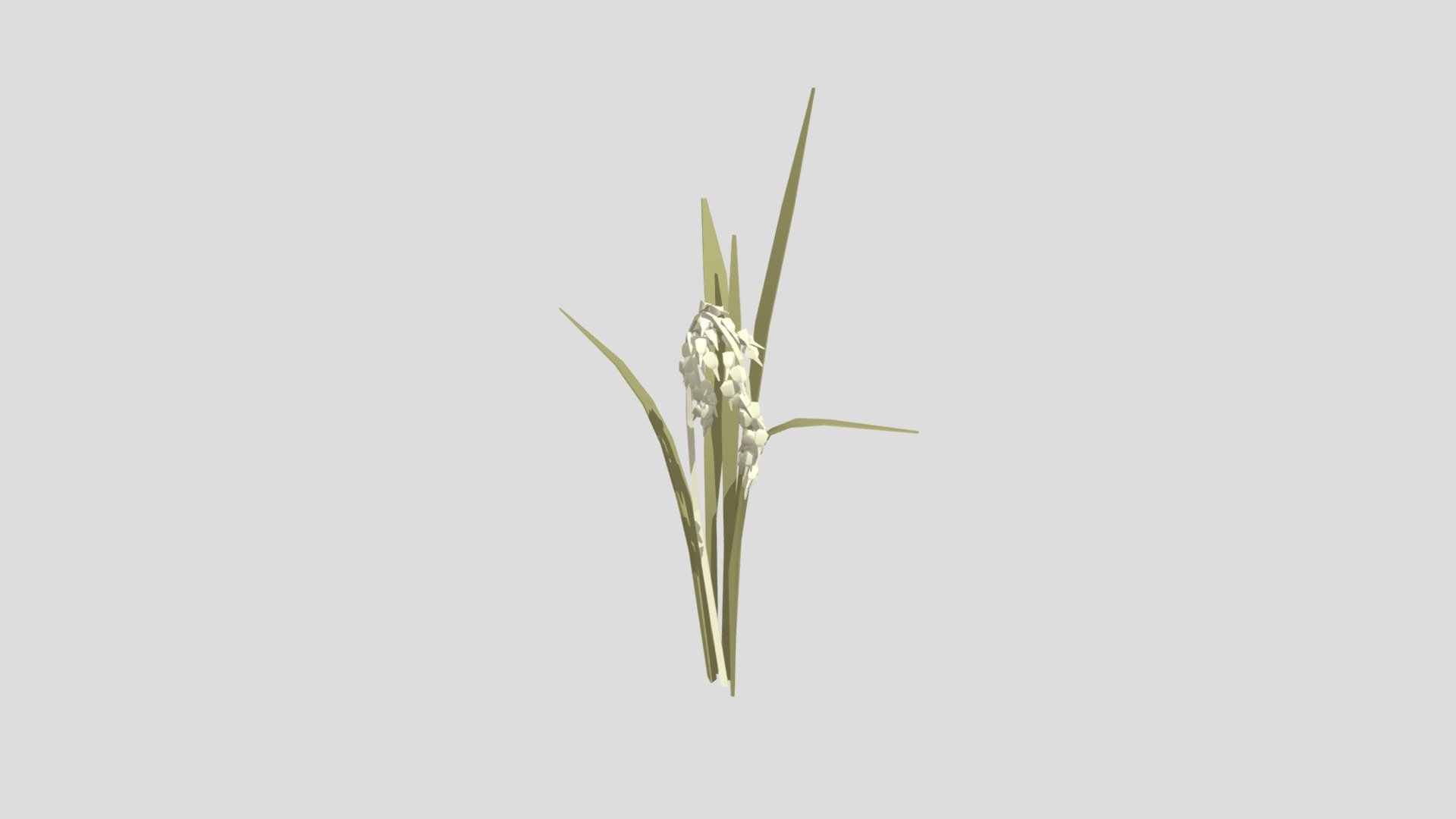 Rice Plant - 3D model by addarulashar [64924b8] - Sketchfab