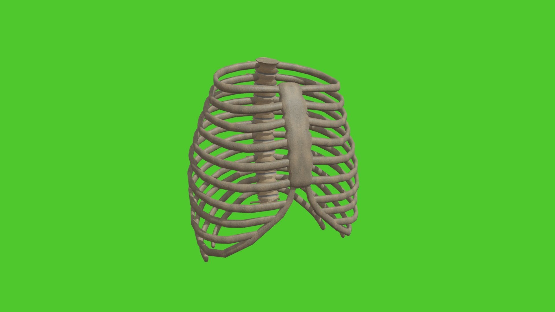 low_poly_skeleton_ribs - Download Free 3D model by ap-school [649425e ...
