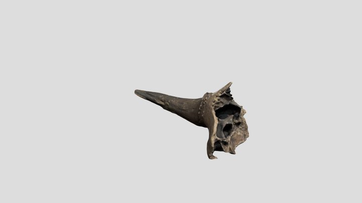 Bone_trimmedglb 3D Model