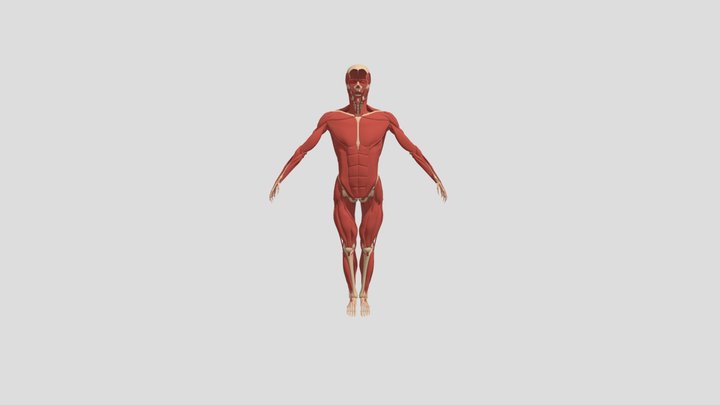3D muscle anatomy practice 3D Model