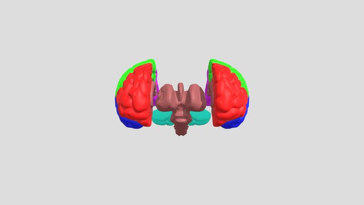 Brain model submission part 1 3D Model