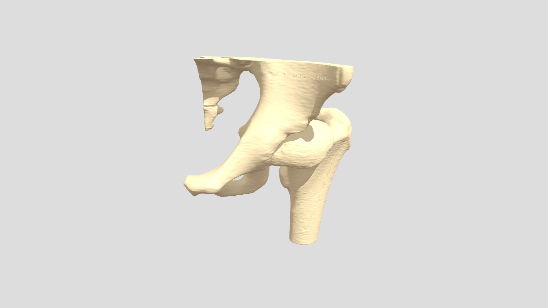 Pelvis01