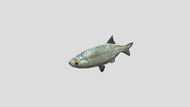 Animated Low poly Fish 3D Model