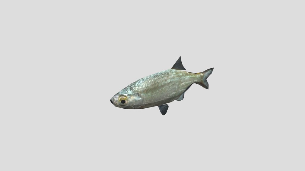Animated Low poly Fish