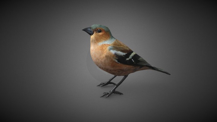 Pinzón Común (Fringilla coelebs) 3D Model