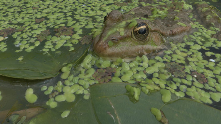 Frog – Modello 3D gratuito STL