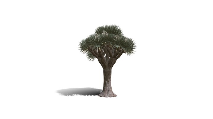 Realistic HD Dragon tree (4/50) 3D Model
