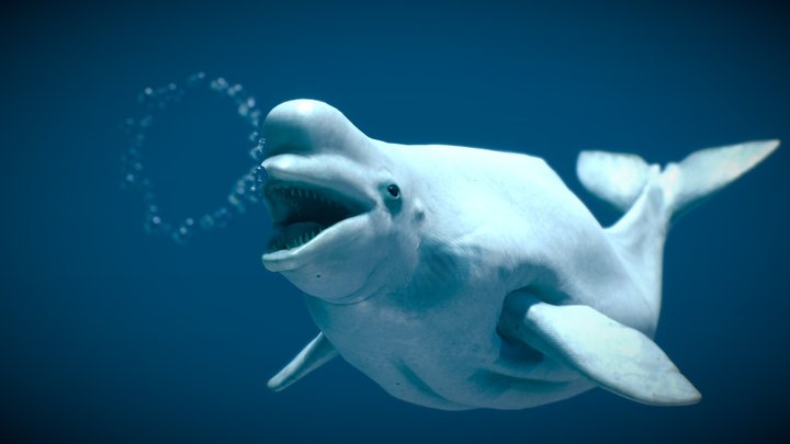 Beluga Whale 3D Model