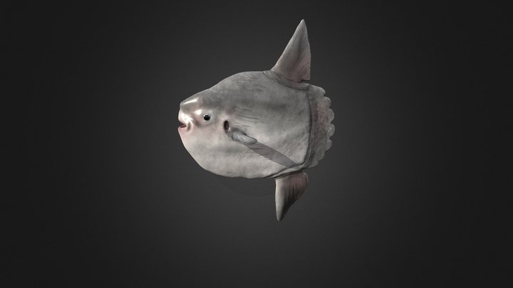 Blobfish 3D models - Sketchfab