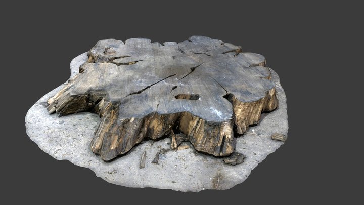 Wooden weak chestnut 1 3D Model