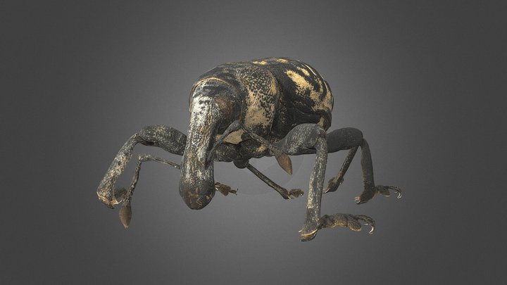 Liparus glabrirostris – Free 3D Model STL