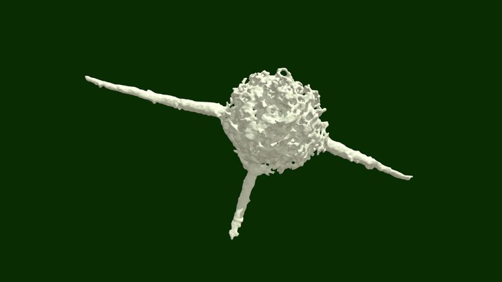 Specimen A WBPS 23 19284 P Q 3D Model