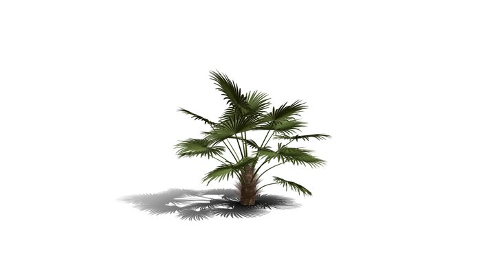 Realistic HD Windmill palm (21/25) 3D Model
