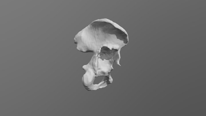 Acetabulum 3D models - Sketchfab