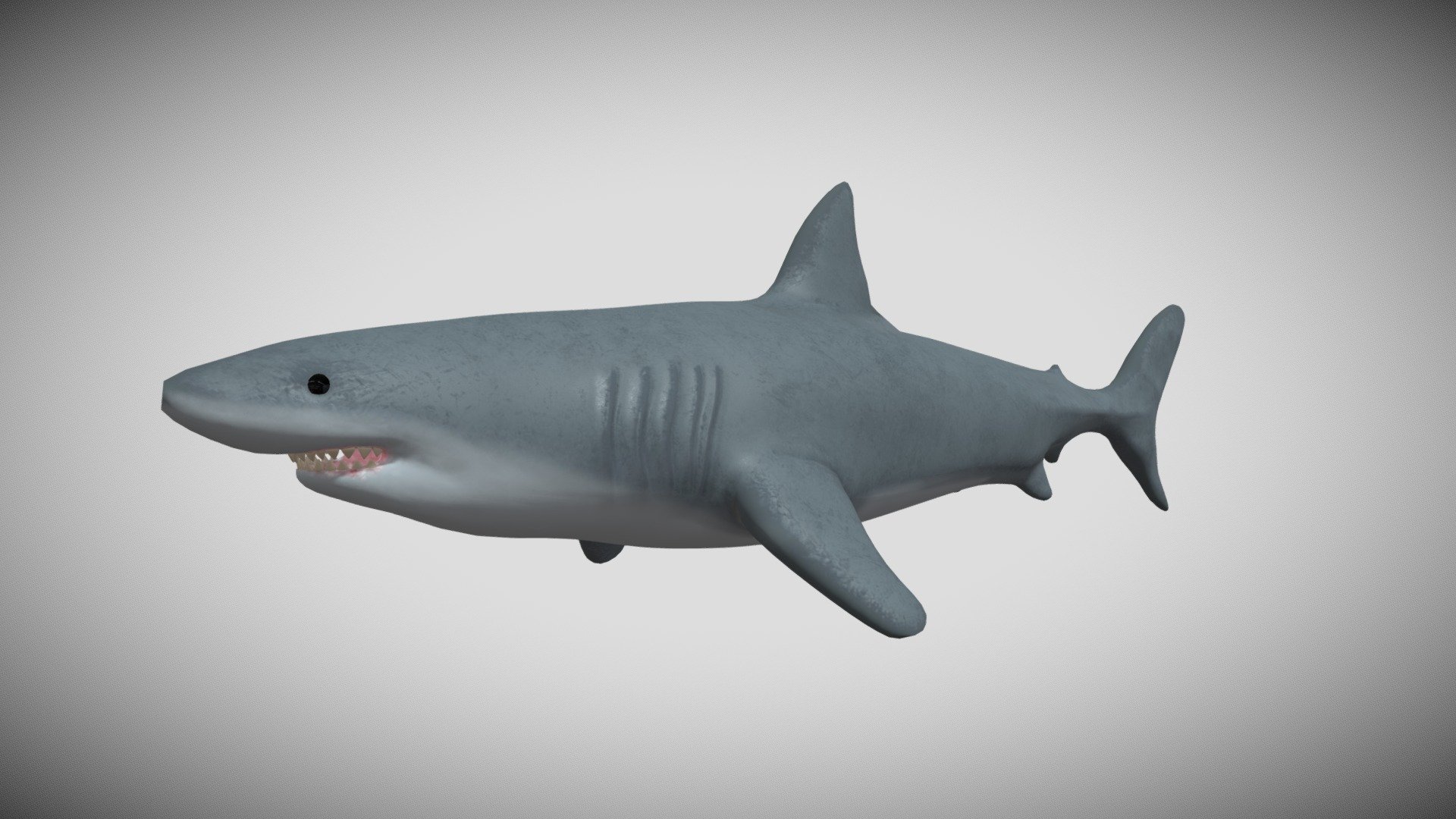 Shark - Download Free 3D model by MatthewBlake (@14mblake) [64c3b00 ...