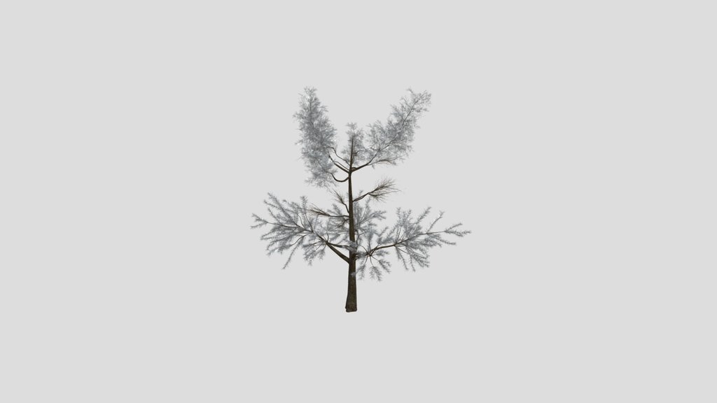 Sj Silent Grove Pine Tree