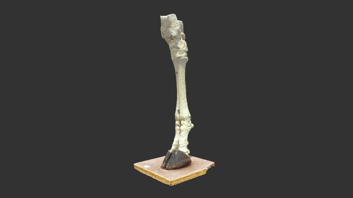Membre postérieur droit de vache 3D Model