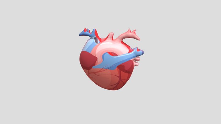 Jantung Manusia Jg 3D Model