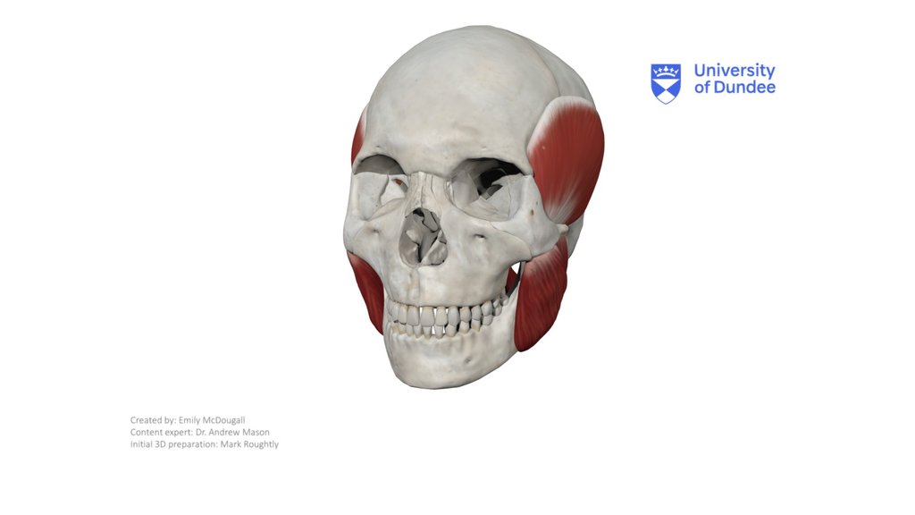 Muscles of mastication - A 3D model collection by NadiaZ - Sketchfab