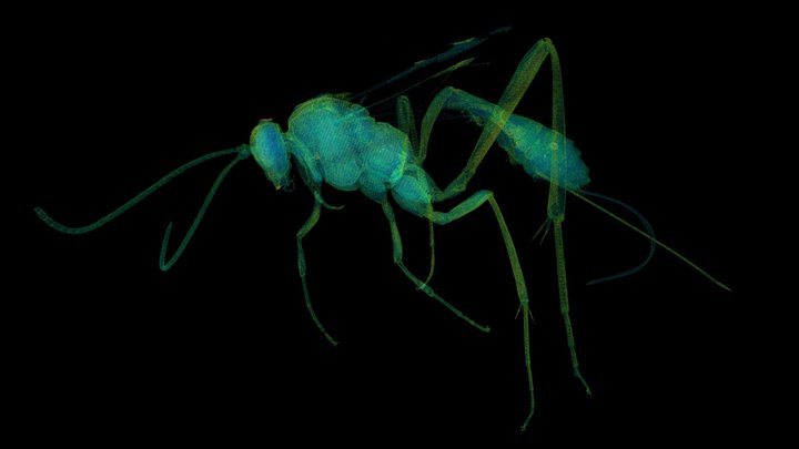 Mudauber Wasp - CT Scan - Point cloud 3D Model