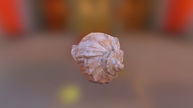 Photogrammetry Shell 3D Model