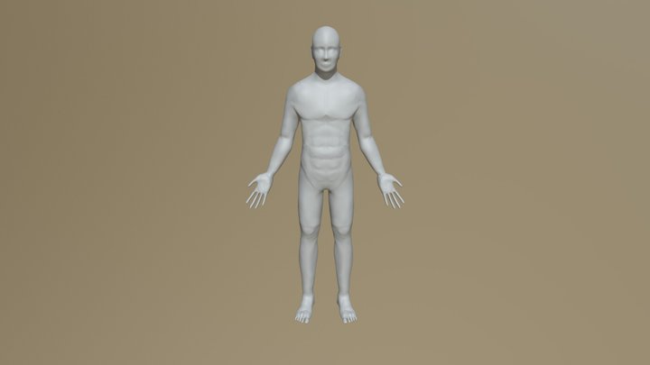 Male Anatomical Sketch 3D Model