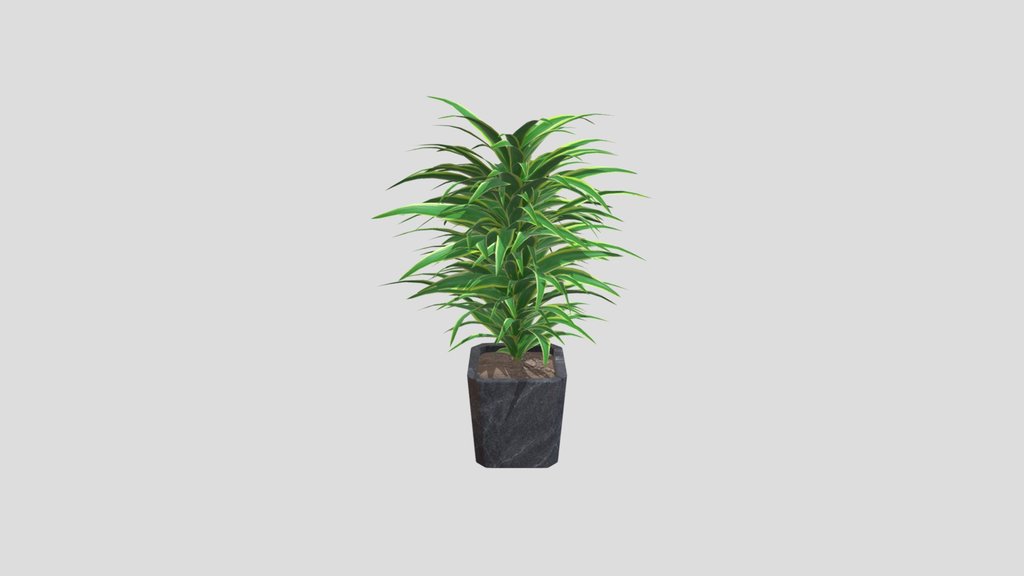 Dracaena In Planter