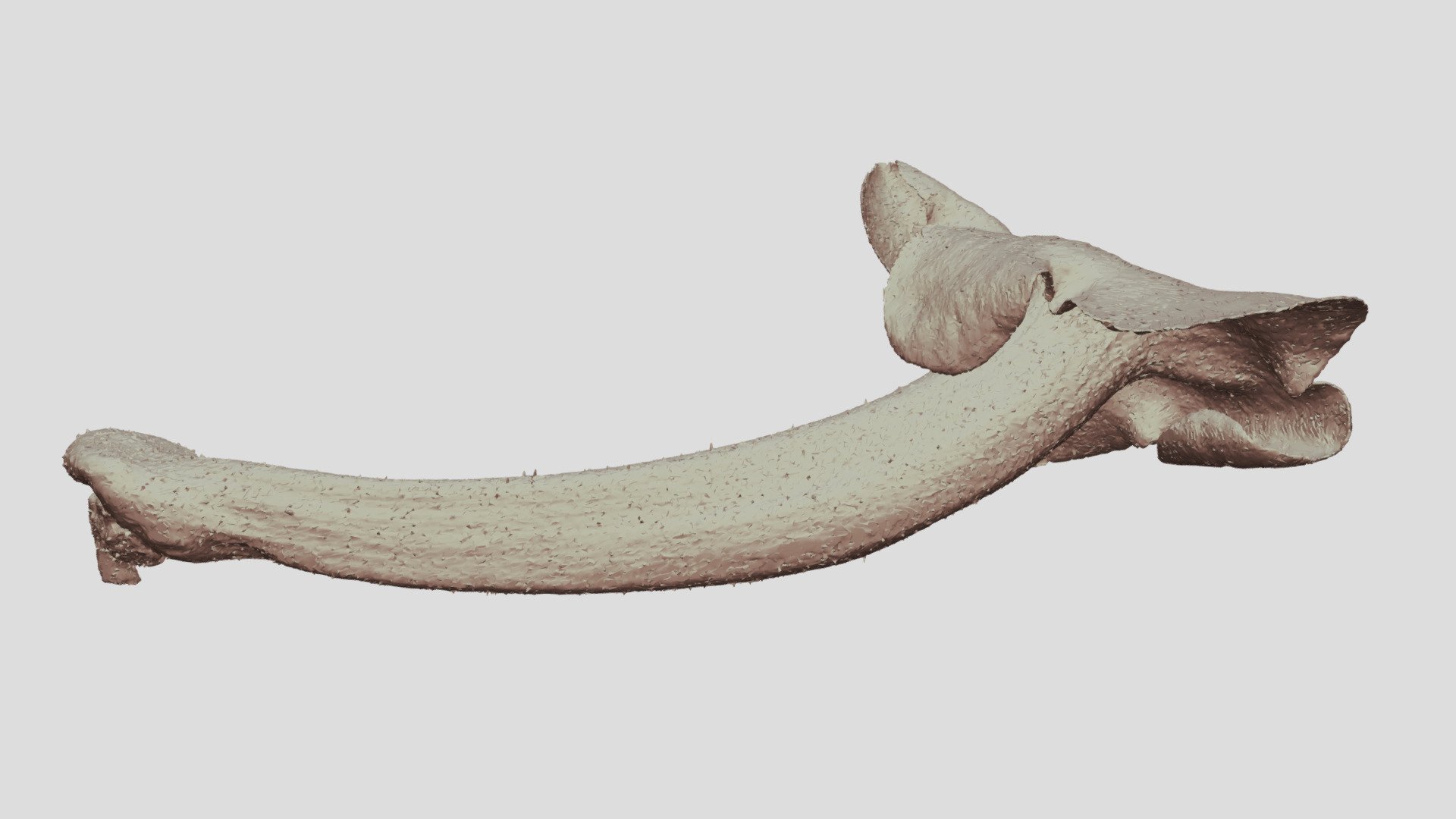 Sinningia tubiflora corolla