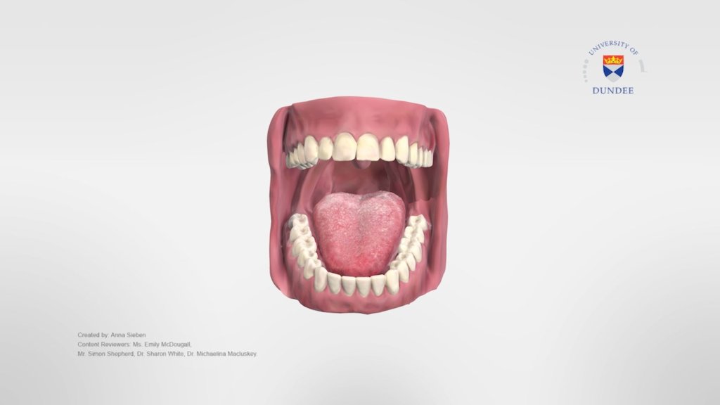 oral cavity anatomy model