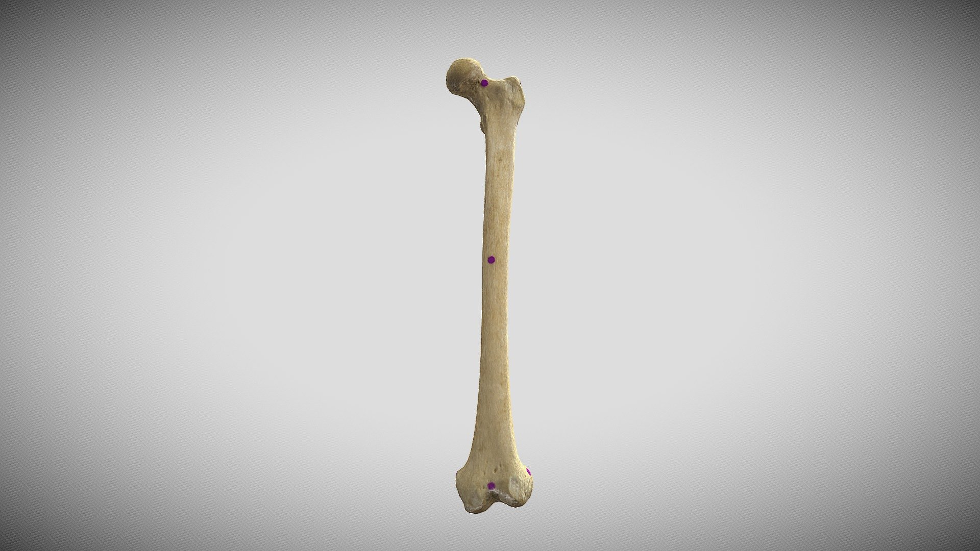 Femur (Labeled) - 3D model by San Diego State University (@sdsu ...