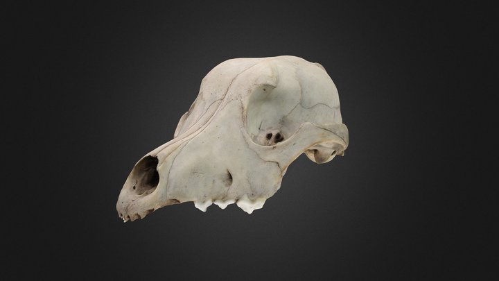 Dog skull 3D Model