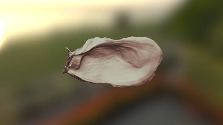 Oyster Shell :) 3D Model