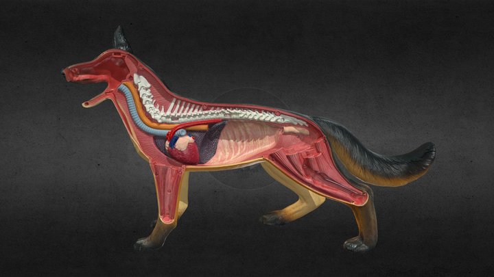 veterinary science toy
